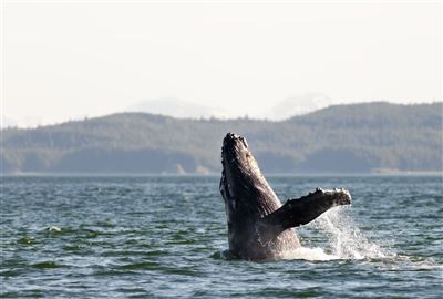 Buckwal in der Inside Passage